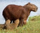 Le Capybara est le rongeur au monde de la vie plus grand