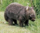 Wombat