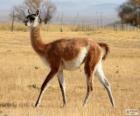 Le guanaco ou Lama glama guanicoe