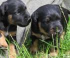 Chiots Jagdterrier ou terrier de chasse allemand