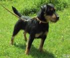 Jagdterrier ou terrier de chasse allemand