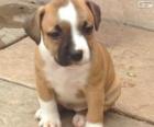 Chiot Staffordshire bull terrier