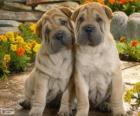 Chiots Shar Pei