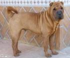 Shar Pei, race chinoise