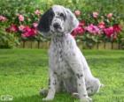 Chiot Setter Anglais