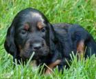 Chiot Setter écossais ou Setter Gordon