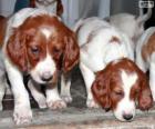 Chiots Setter irlandais rouge et blanc