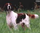 Setter irlandais rouge et blanc