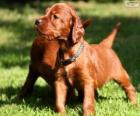 Chiot Setter Irlandais