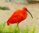 Ibis rouge