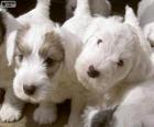 Chiots de Sealyham terrier