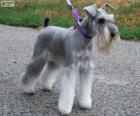 Schnauzer miniature