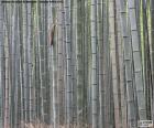 Forêt de bambous japonais