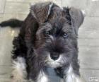 Chiot de Schnauzer moyen