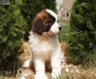 Chiot Saint-Bernard