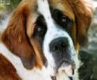 Saint-Bernard