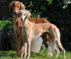 Lévrier persan ou Saluki