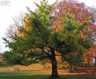 Le Ginkgo biloba ou arbre aux quarante écus