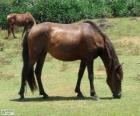 Yonaguni, ou Yonaguni chevaux originaire du Japon