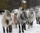 Le Yakoute chevaux originaire du Sibérie