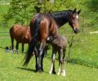 Altwürtemberger, ou Würtemberger, chevaux originaire d'Allemagne