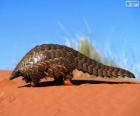 Pangolin