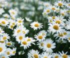 Marguerites