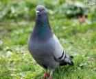 Pigeon commun