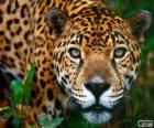 Tête de Jaguar
