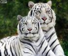 Tigres du Bengale blancs