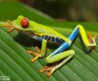 Grenouille aux yeux rouges