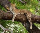 Léopard au repos