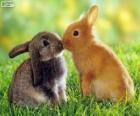 Deux beaux lapins face à face