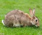 Lapin de garenne