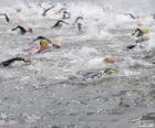 Nage en eau libre