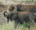 Éléphants manger les herbes