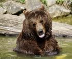 Gros ours dans l’eau