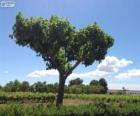 Arbre dans le domaine