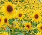 Tournesols