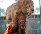 Lion et cheval procédant à leur performance