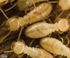 Termites ressemblent à des fourmis blanches
