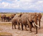 Groupe d’éléphants dans la savane africaine grande et chaleureuse