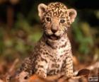 Une petite jaguar