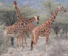 Belles girafes