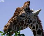 Girafe mangeant