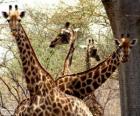Quatre girafes