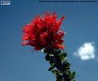 Fleur rouge d'Ocotillo