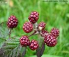 Mûre, mûre sauvage (fruits)