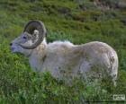 Mouflon de Dall (mâle)