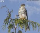 Faucon Merlin sur une branche